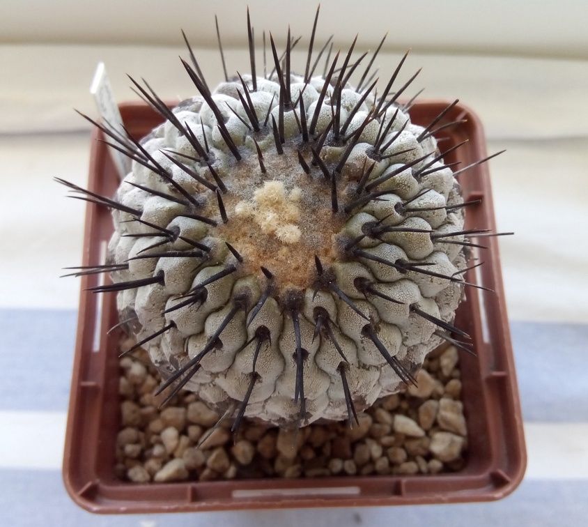 Copiapoa cinerea v columna-alba Pan de Azucar