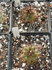 Copiapoa coquimbana JO 72201