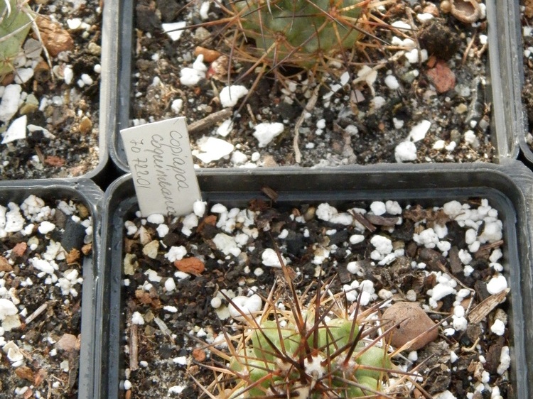 Copiapoa coquimbana JO 72201