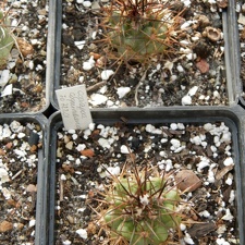 Copiapoa coquimbana JO 72201