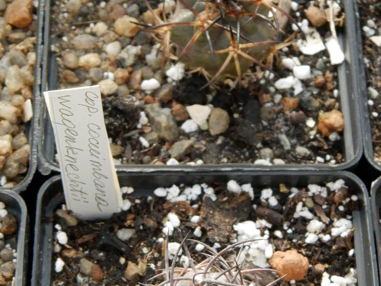 Copiapoa coquimbana v  wagenknechtii