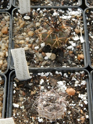Copiapoa coquimbana v  wagenknechtii