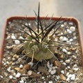 Copiapoa dealbata Lavr