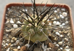 Copiapoa dealbata Lavr
