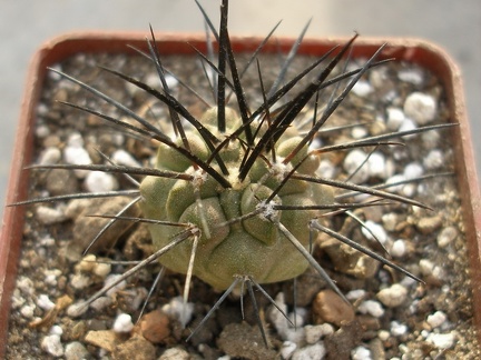 Copiapoa dealbata Lavr