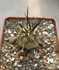Copiapoa dealbata Lavr