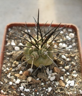 Copiapoa dealbata Lavr