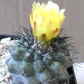 Copiapoa echinoides Ann FG