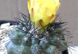 Copiapoa echinoides Ann FG