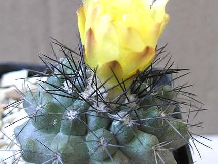 Copiapoa echinoides Ann FG