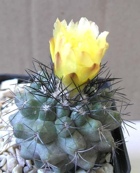 Copiapoa_echinoides_Ann_FG.JPG