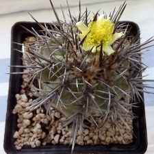 Copiapoa echinoides v cuprea carrizal Bajo