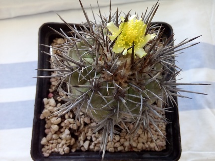 Copiapoa echinoides v cuprea carrizal Bajo