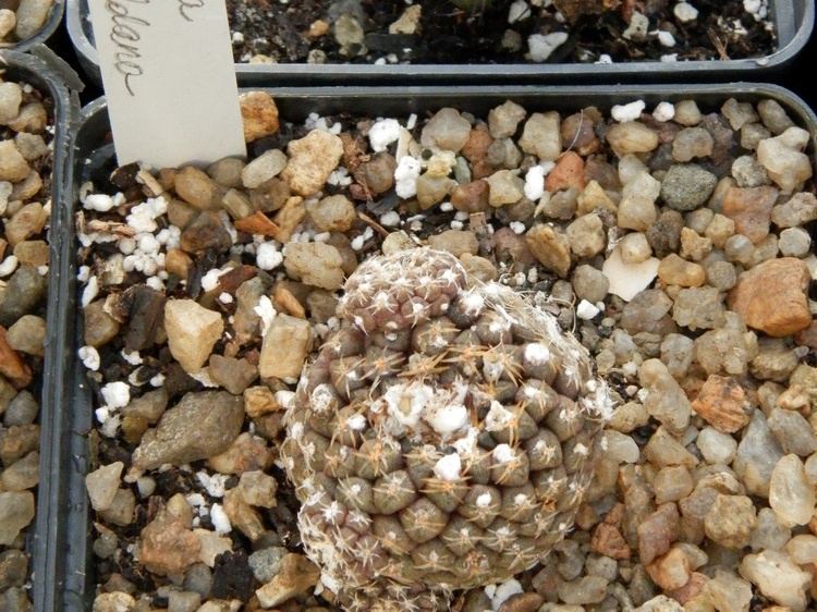 Copiapoa esmeraldana