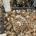 Copiapoa esmeraldana