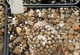 Copiapoa esmeraldana