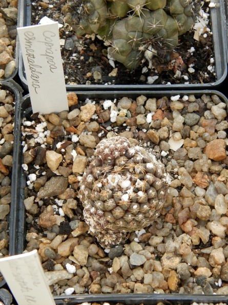 Copiapoa_esmeraldana.JPG