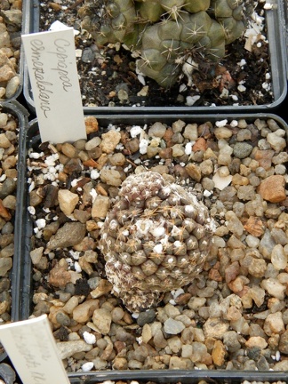 Copiapoa esmeraldana