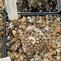 Copiapoa_esmeraldana.JPG