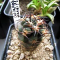 Copiapoa grandiflora