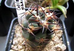 Copiapoa grandiflora