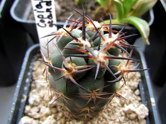Copiapoa grandiflora