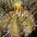 Copiapoa grandiflora 001