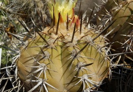 Copiapoa grandiflora 001