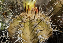 Copiapoa grandiflora 001