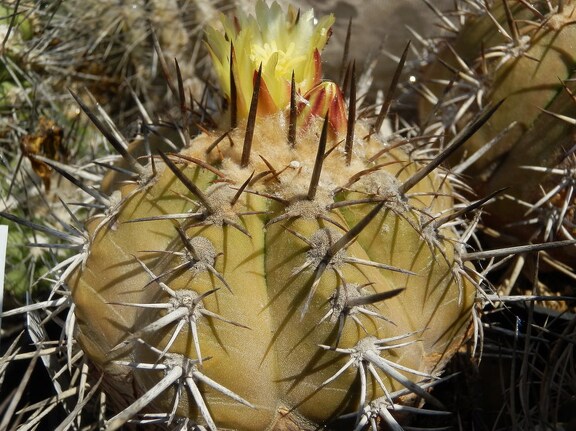Copiapoa grandiflora 001
