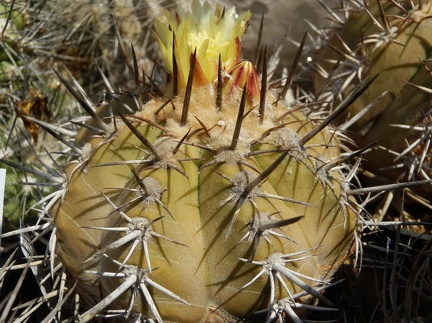 Copiapoa grandiflora 001