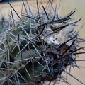 Copiapoa grandiflora Burzak FG