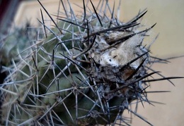 Copiapoa grandiflora Burzak FG