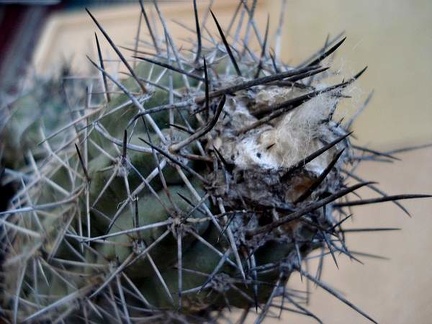 Copiapoa grandiflora Burzak FG