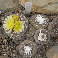 Copiapoa gypogea