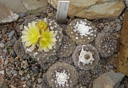 Copiapoa gypogea