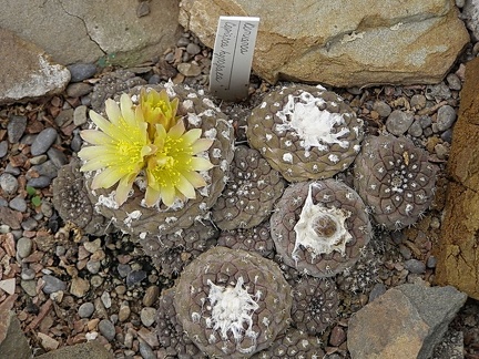 Copiapoa gypogea