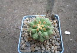 Copiapoa haseltoniana LH 1320