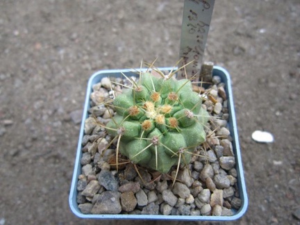 Copiapoa haseltoniana LH 1320