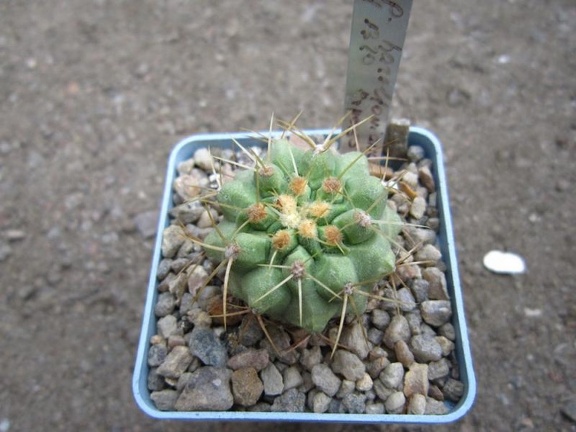 Copiapoa haseltoniana LH 1320
