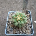 Copiapoa haseltoniana LH 1320 (2735 відвідувань) Copiapoa haseltoniana LH 1320
