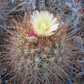 Copiapoa horniloensis WM108 Lavr FG