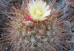 Copiapoa horniloensis WM108 Lavr FG