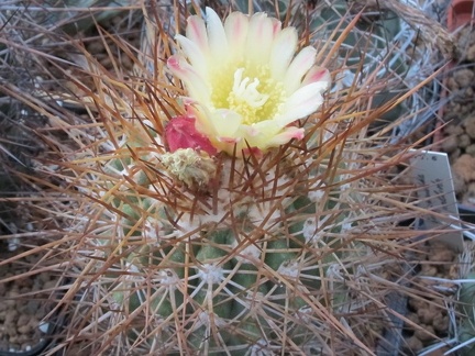 Copiapoa horniloensis WM108 Lavr FG