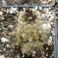 Copiapoa humilis