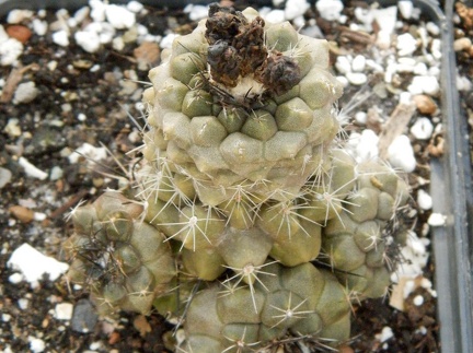 Copiapoa humilis