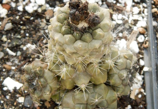 Copiapoa humilis