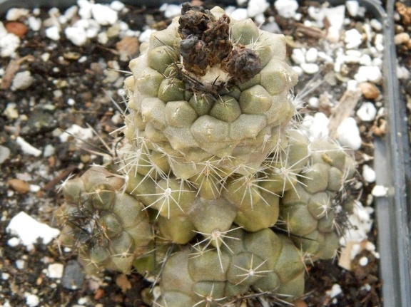 Copiapoa humilis