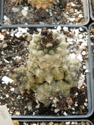 Copiapoa humilis