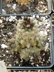 Copiapoa humilis